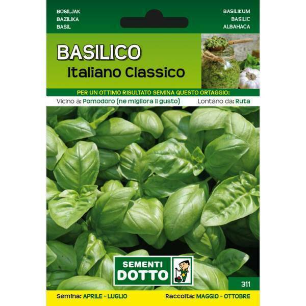 Basilico Italiano classico (da orto) - Sementi Dotto