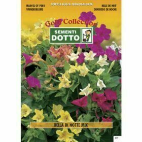 Bella di Notte in mix h cm 60 - Sementi Dotto