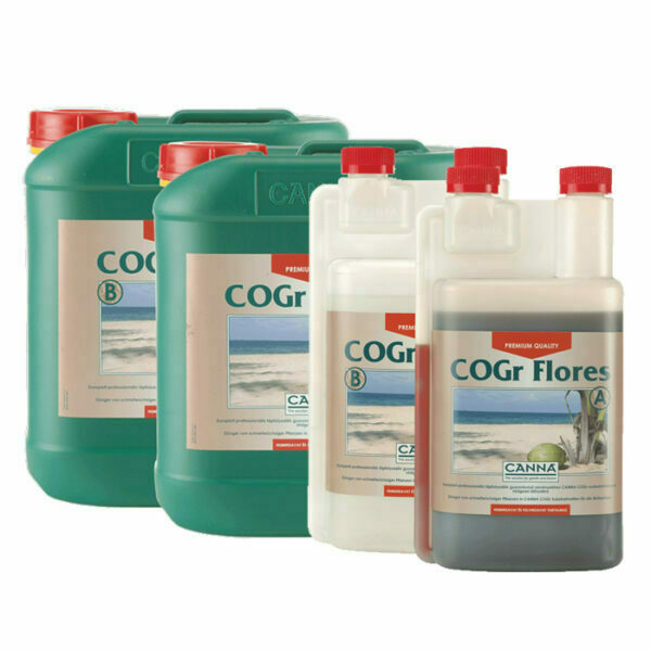 Canna - COGr Flores A+B