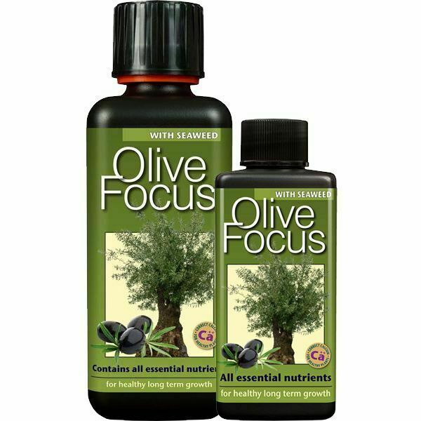 Growth Technology - Olive Focus