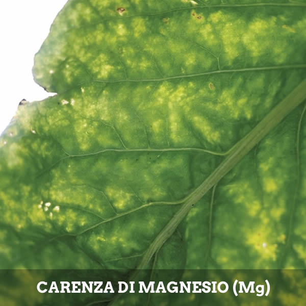 Carenza di Magnesio (Mg) nelle piante