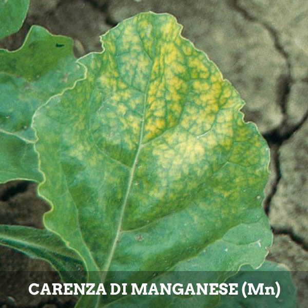 Carenza di Manganese (Mn) nelle piante