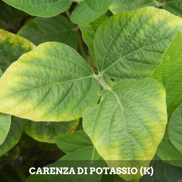 Carenza di Potassio (K) nelle piante
