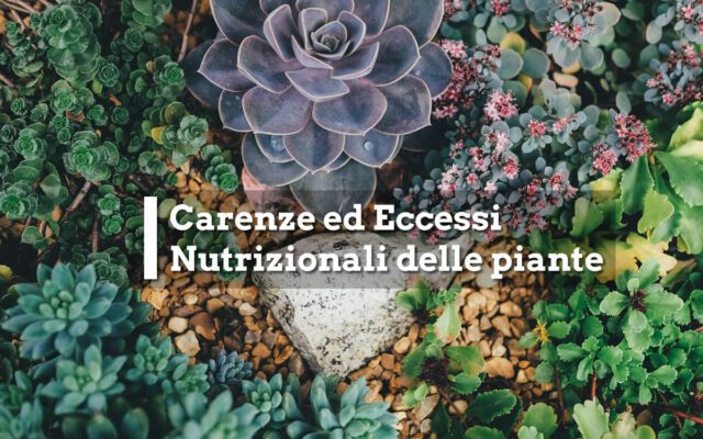 Carenze ed Eccessi Nutrizionali delle piante, come riconoscerli e curarli